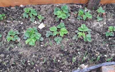 MALI VRTLARI (PŠ Rakitovica)