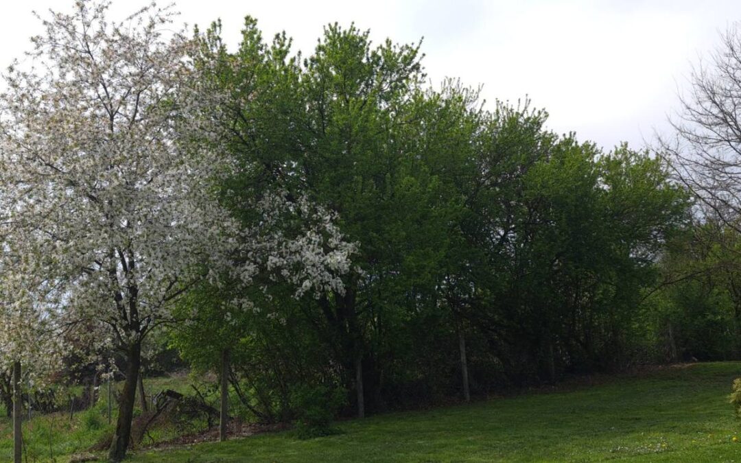 BRIGA ZA OKOLIŠ (PŠ Rakitovica)